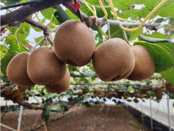 제주도 지역특화작목 연구개발사업, 2단계로 확대 추진 기사 이미지