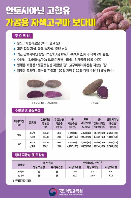 농촌진흥청, 자색고구마 신품종 '보다미', 현장 평가회 열려 기사 이미지