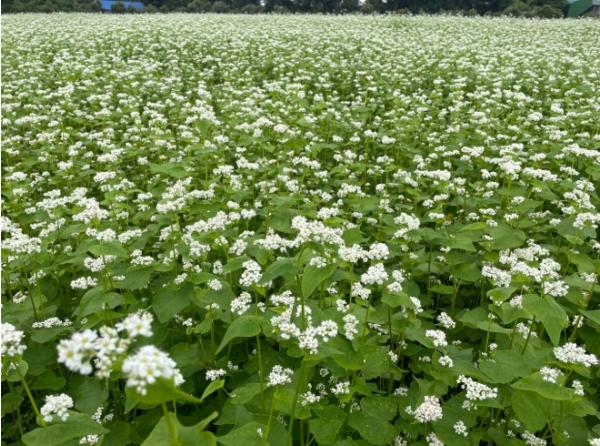 제주도 농업기술원, ‘양절’메밀 채종단지 참여단체 모집 기사 이미지