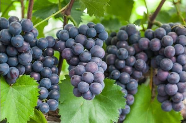 안산시, 대표 특산물 7선 맛·명성 입소문… 브랜드 홍보 강화 기사 이미지