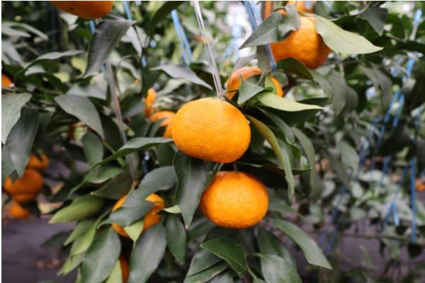 제주도농업기술원, 신품종 만감류 통상실시권 이전 업체 모집 기사 이미지