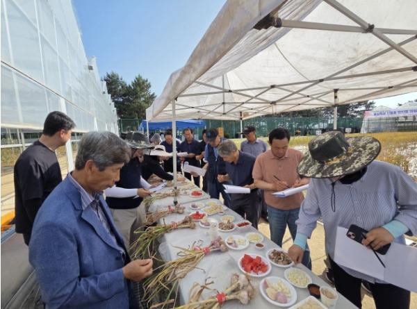 충남 육성 신품종 마늘, 현장 품평회서 호평 기사 이미지